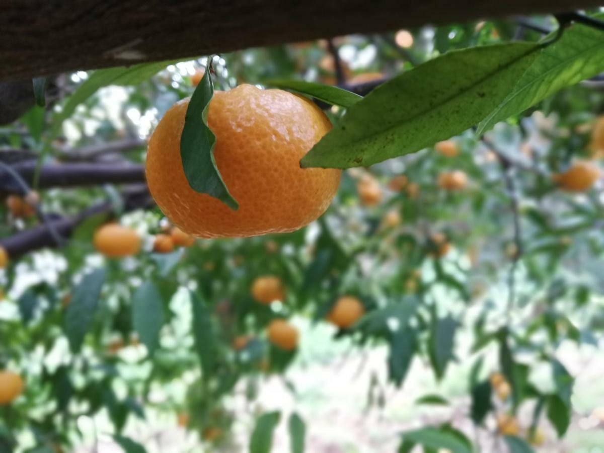 La Dimora Del Decano Villa Scicli Buitenkant foto