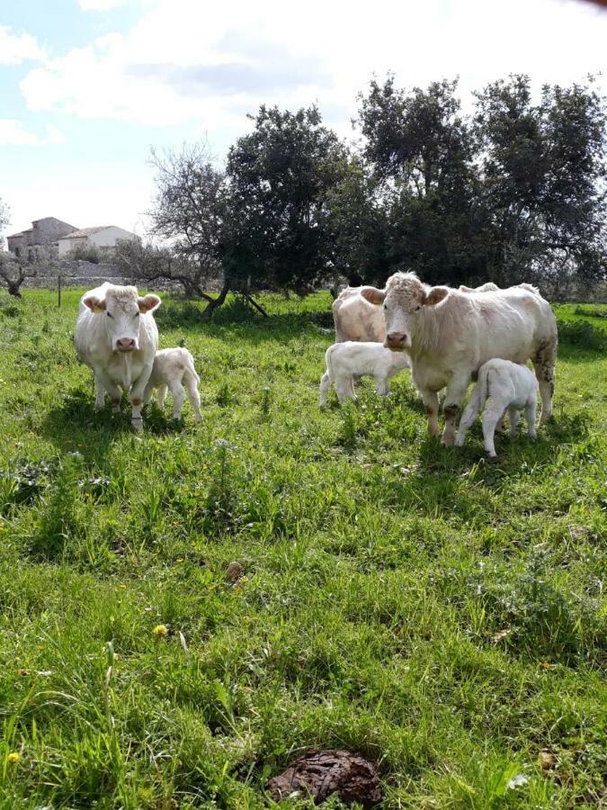 La Dimora Del Decano Villa Scicli Buitenkant foto